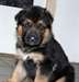 A donner chiot type berger allemand femelle