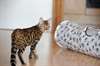 Qualité TICA inscrit mâle et chatons Bengal femmes