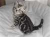 CHATONS BENGAL A DONNER