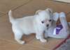 Superbe chihuahua femelle non lof a donné