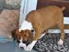 Chiots Boxer beaux chiots de race pure pour un soi