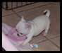 Superbes Chiots Chihuahua Pure Race Poils courts
