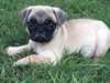 pug choits disponible male et femelle a vendre