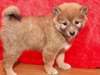 Shiba Inu chiots à la vente à de bonnes maisons