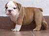 English Bulldog puppys male et femelle