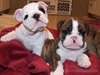 AKC English Bulldog Puppies