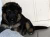 A donner chiot type berger allemand femelle - photo 1