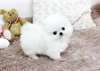 chiot pomeranien