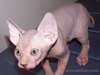 Chatons Sphynx beaux et mignons prêts pour la vent