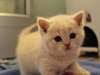 jolis petits chatons British Shorthair pour Adopti - photo 1