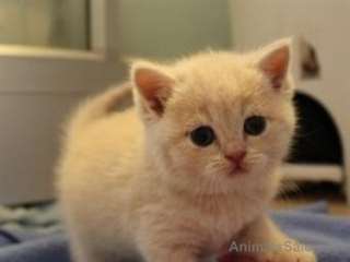 jolis petits chatons British Shorthair pour Adopti