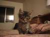 Maine Coon mâle et chatons femelles Prêt pour les