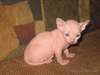 Chatons exceptionnelle Sphynx
