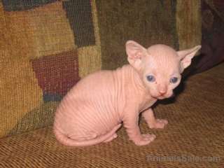 Chatons exceptionnelle Sphynx