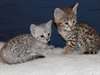 chatons adorables et bienveillants margay à vendre