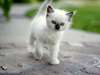 Chatons Ragdoll à vendre