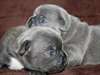 Une excellente fille frenchie disponibles pour ado