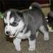 Siberian Husky chiots pour adoption