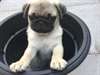 Adorables chiots AKC enregistré Pug