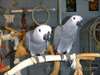 Nous avons une paire de perroquet gris d'Afrique ,