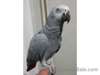 Parler perroquet gris africain