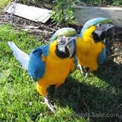 bonjour bonjour nous accueillons deux perroquets b