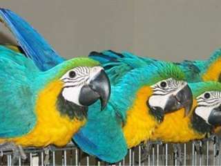 Main form&#233; bleu et d'or Ara perroquets avec cage !