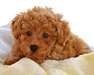 adorables chiots Poedel pour adoption
