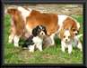 adorables chiots Cavalier king charles spaniel pou