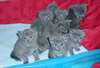 des Chaton chartreux disponible
