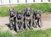Magnifiques chiots Dogue Allemand