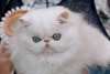 *** adorable chaton persan Chinchilla ***