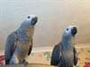 Beaux perroquets gris africains pour l'adoption de