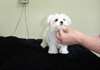 Mignon et adorable chiots maltais