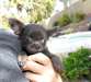 chiot chihuahua