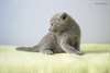 Chatons bleu russe