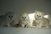 Merveilleux chatons british longhair - photo 1