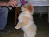 A réserver jolis chiots  spitz nain allemand inscr