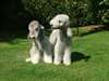 Chiots Bedlington terrier à vendre