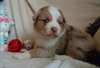 Donne un chiot type berger australien non lof