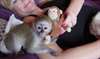 A donner adorable bébés singe capucin