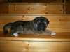 belle chiot akita la recherche d'une belle maison