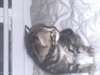 5 chatons