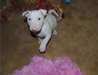disponible de suite superbes chiots bull terrier - photo 1