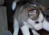 Chiots husky de Sibérie disponibles
