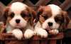 adorables chiots Cavalier king charles spaniel po