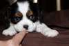 adorables chiots Cavalier king charles spaniel po - photo 1