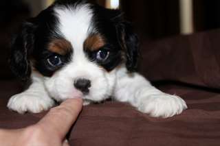 adorables chiots Cavalier king charles spaniel po