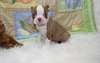 AKC enregistré chiots Boston Terrier