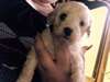 Les chiots havanais douces disponibles
